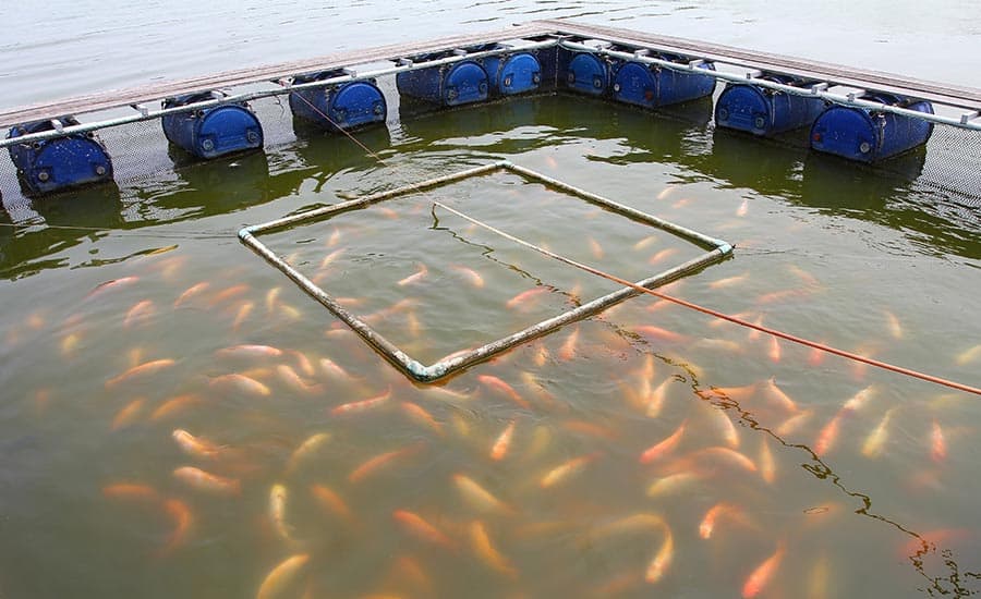 You are currently viewing สภาพปัญหาน้ำเน่าเสียจากบ่อเลี้ยงปลาเป็นอย่างไร?